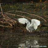 Aigrette garzette